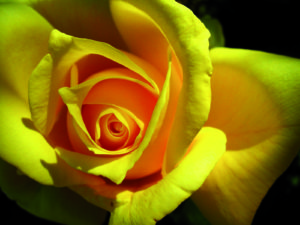 Yellow-Rose