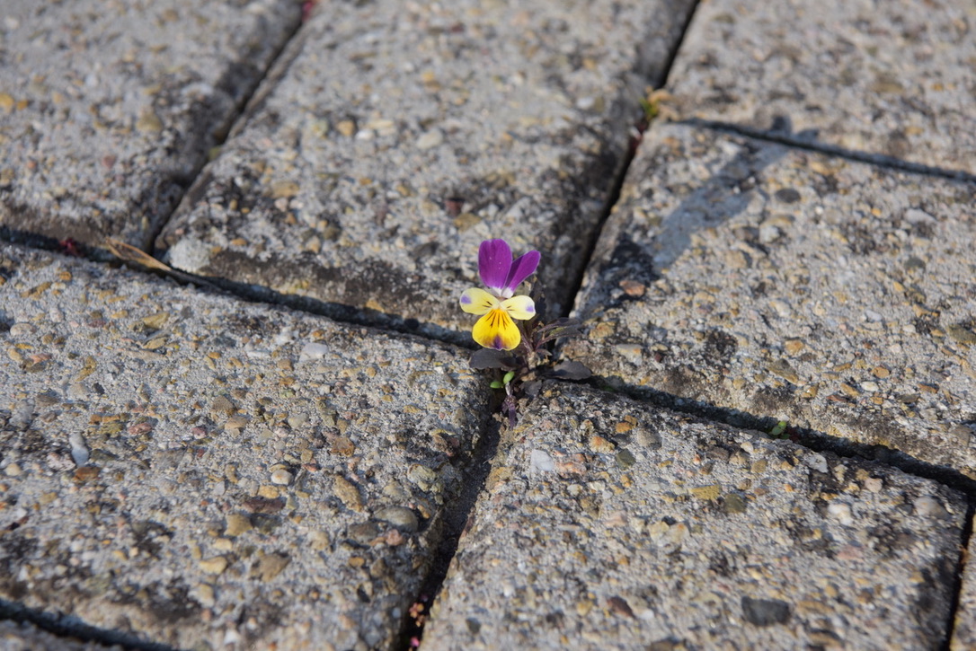 kleine Blume im Pflasterstein