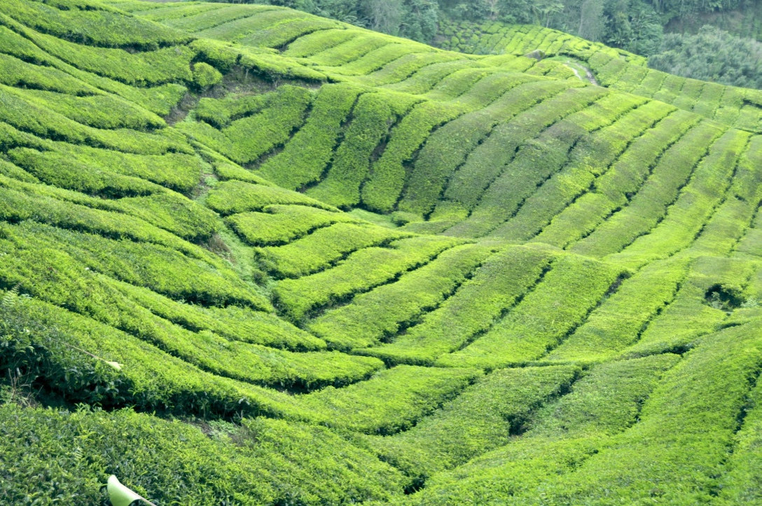 Teeplantage Ceylon